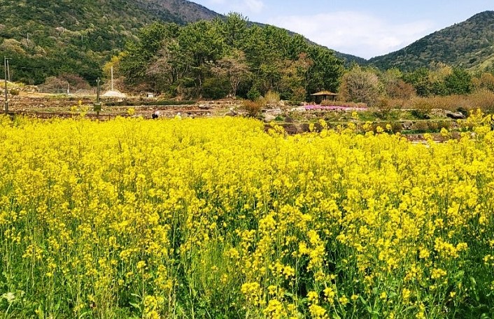 강릉 안반데기 유채꽃밭 &ndash; 고원 위 황금 물결