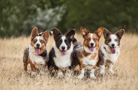 카디건 웰시코기 사진/출처:어도비스톡