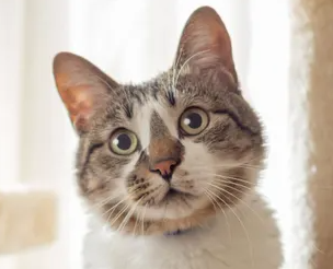 고양이 똥으로 보는 건강 상태