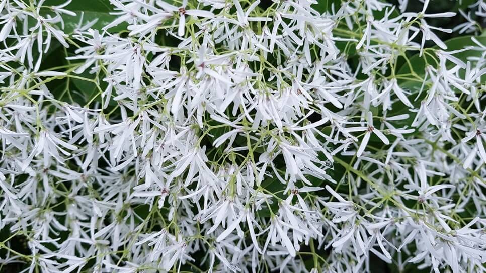 대구 달성 교항리 이팝나무 군락지