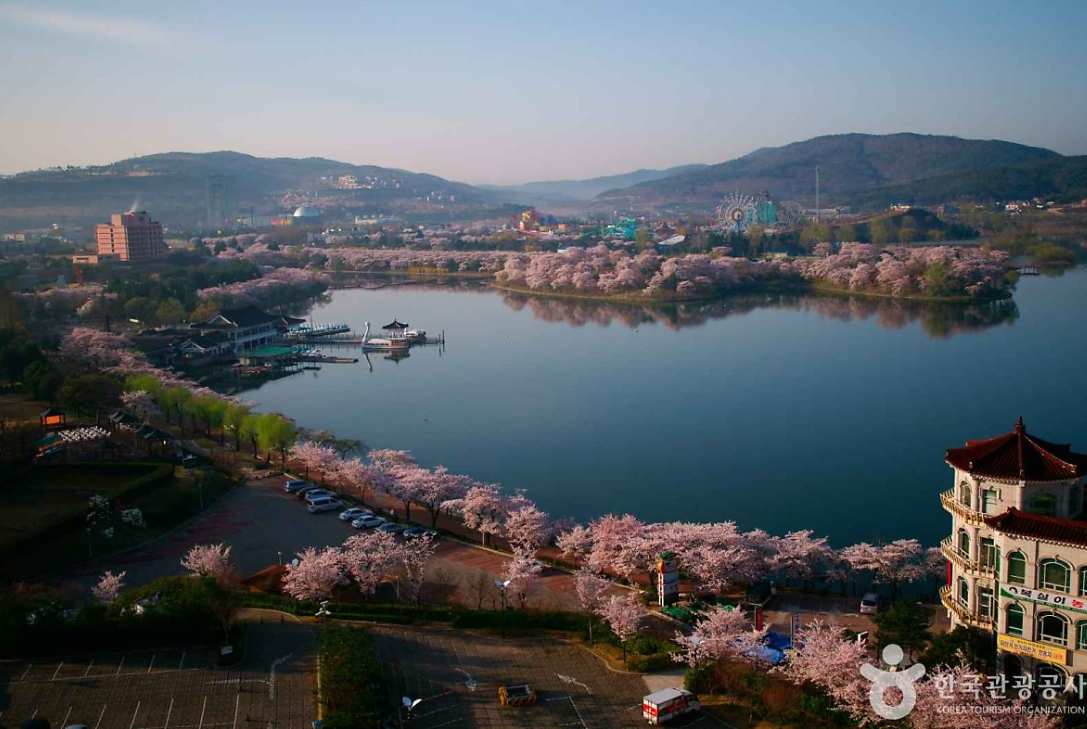 경주 보문호 벚꽃