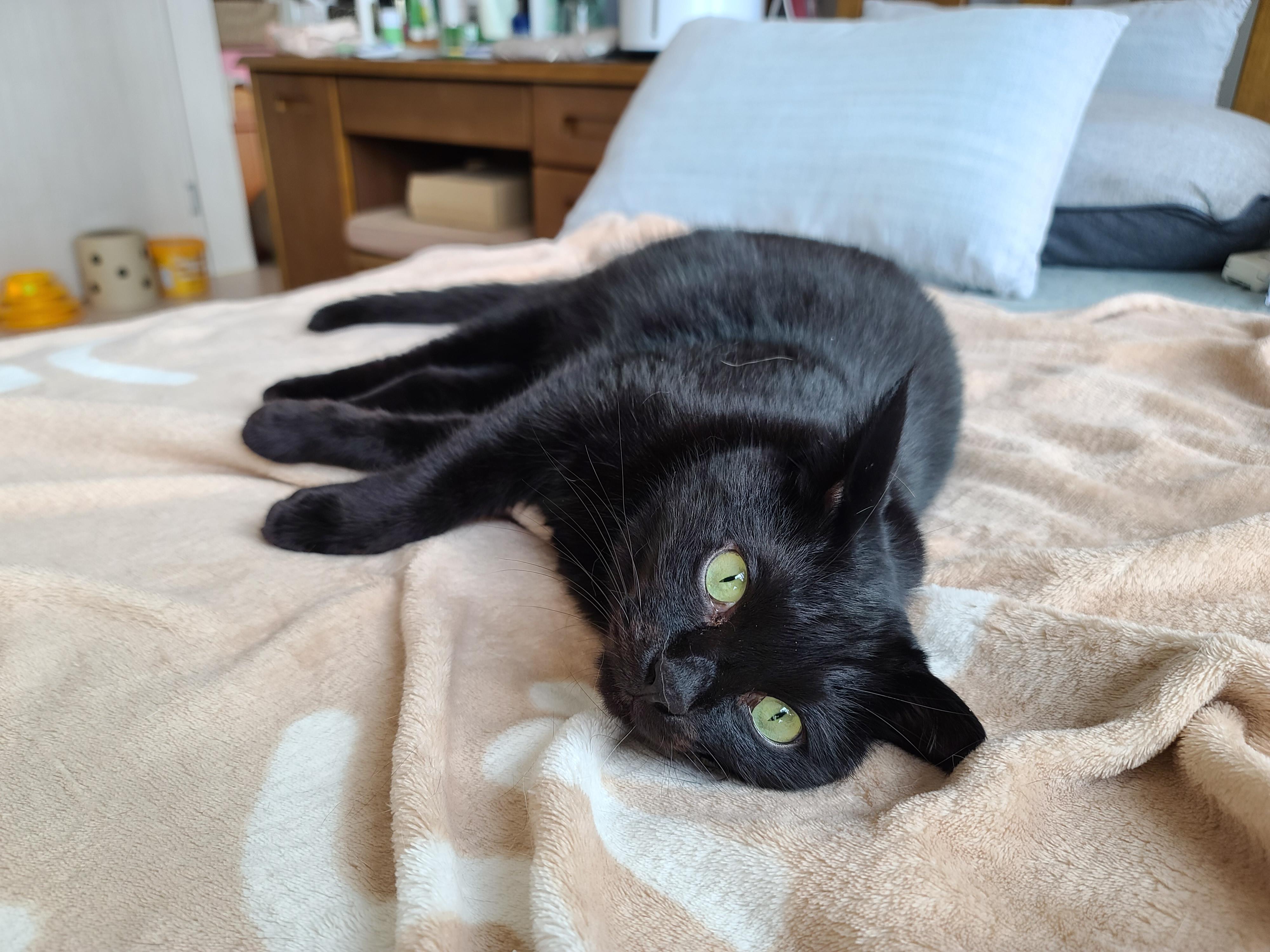 올블랙 건이 보고 힐링~ 그냥 예뻐서 올리는 영상과 사진.