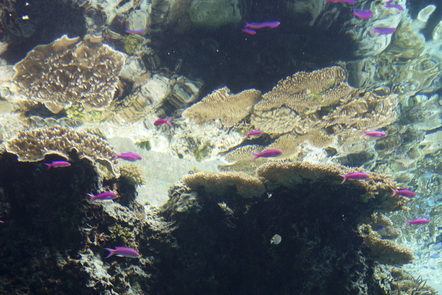 오키나와 츄라우미 수족관 해양생물들