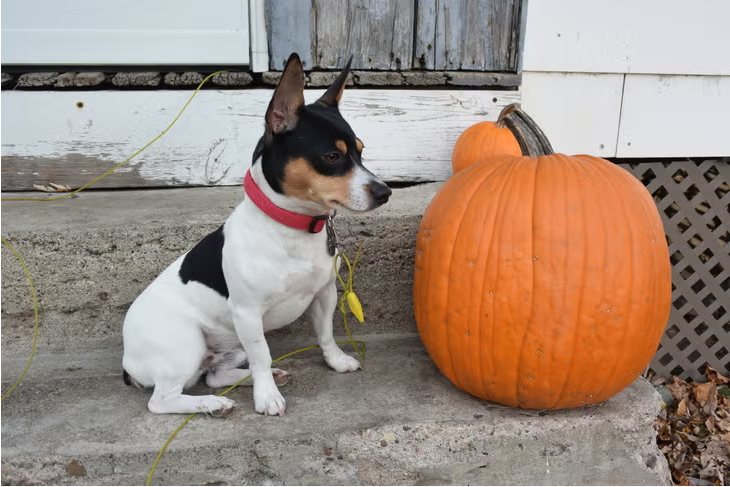 반려견 장난감 선택 (장난감 기준, 스트레스 해소, 놀이 방법)