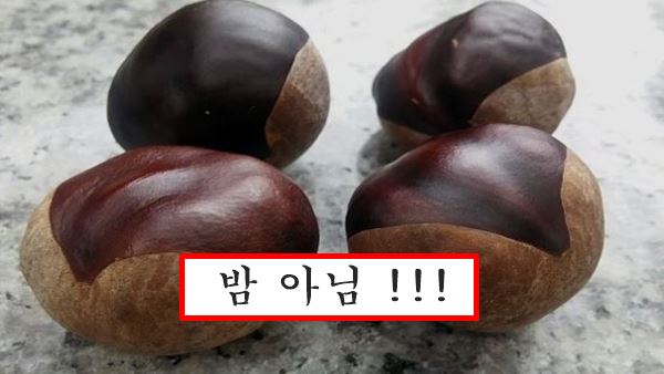 칠엽수 열매