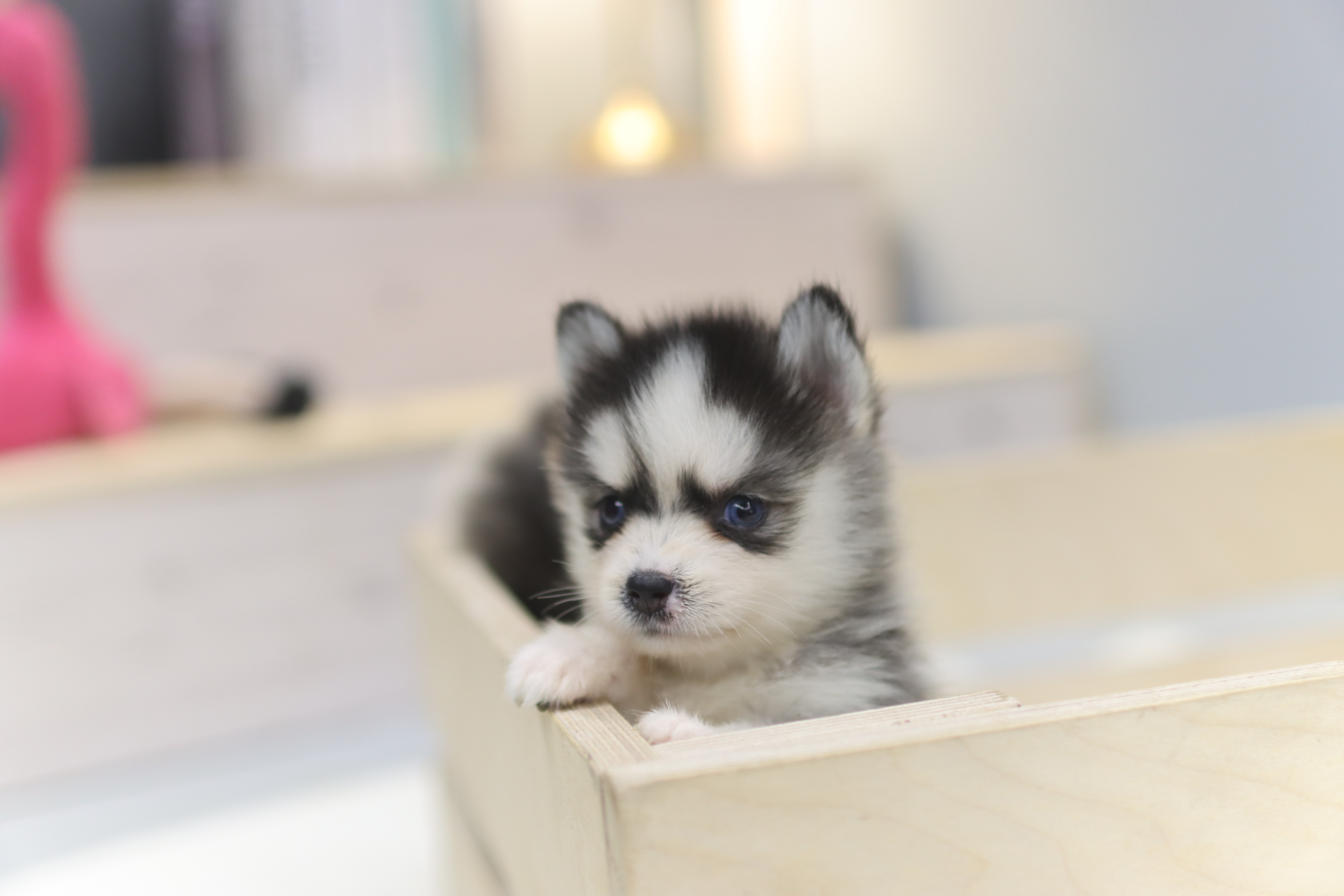 오드아이 폼스키분양