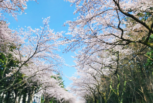 벚꽃으로유명한여행지