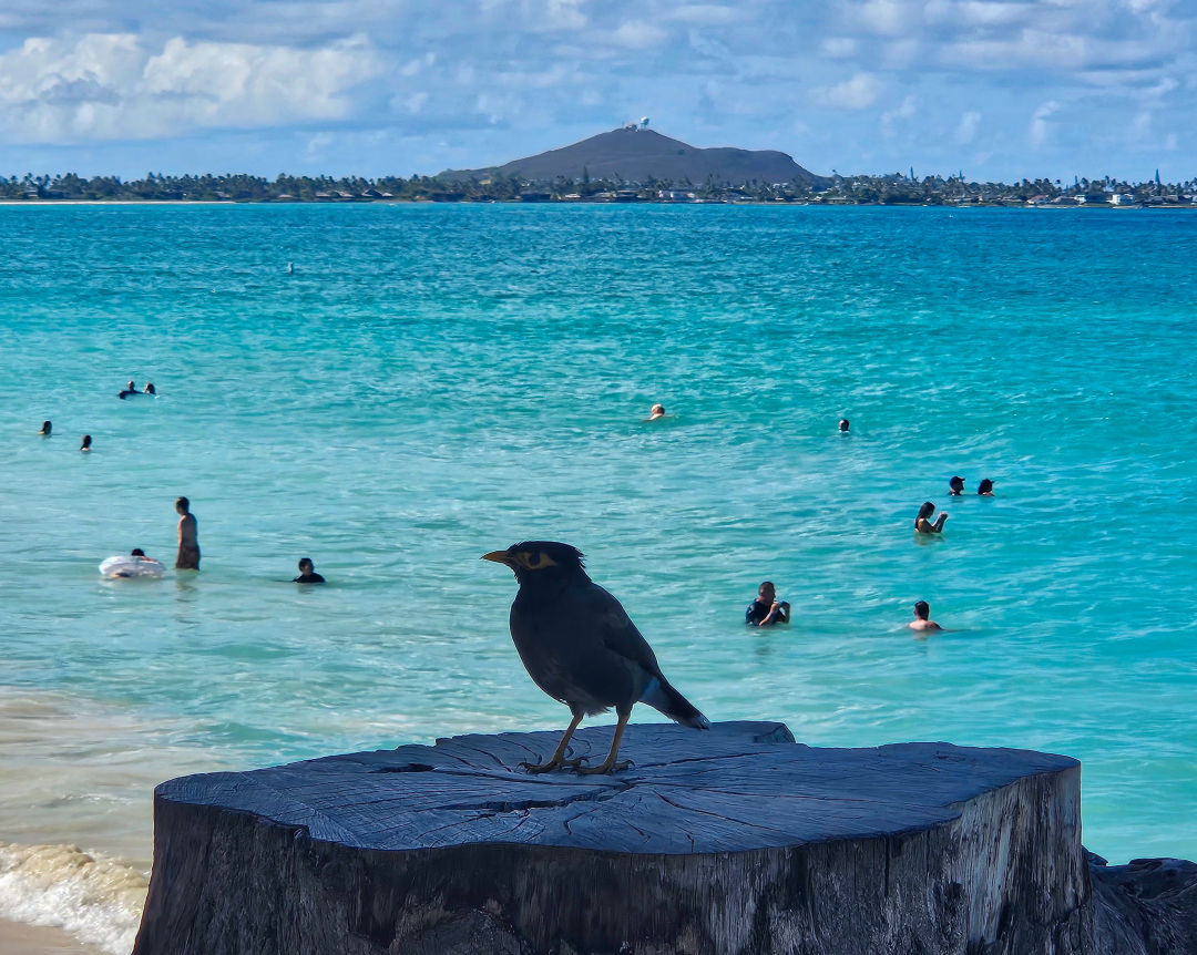 카일루아 해변 새