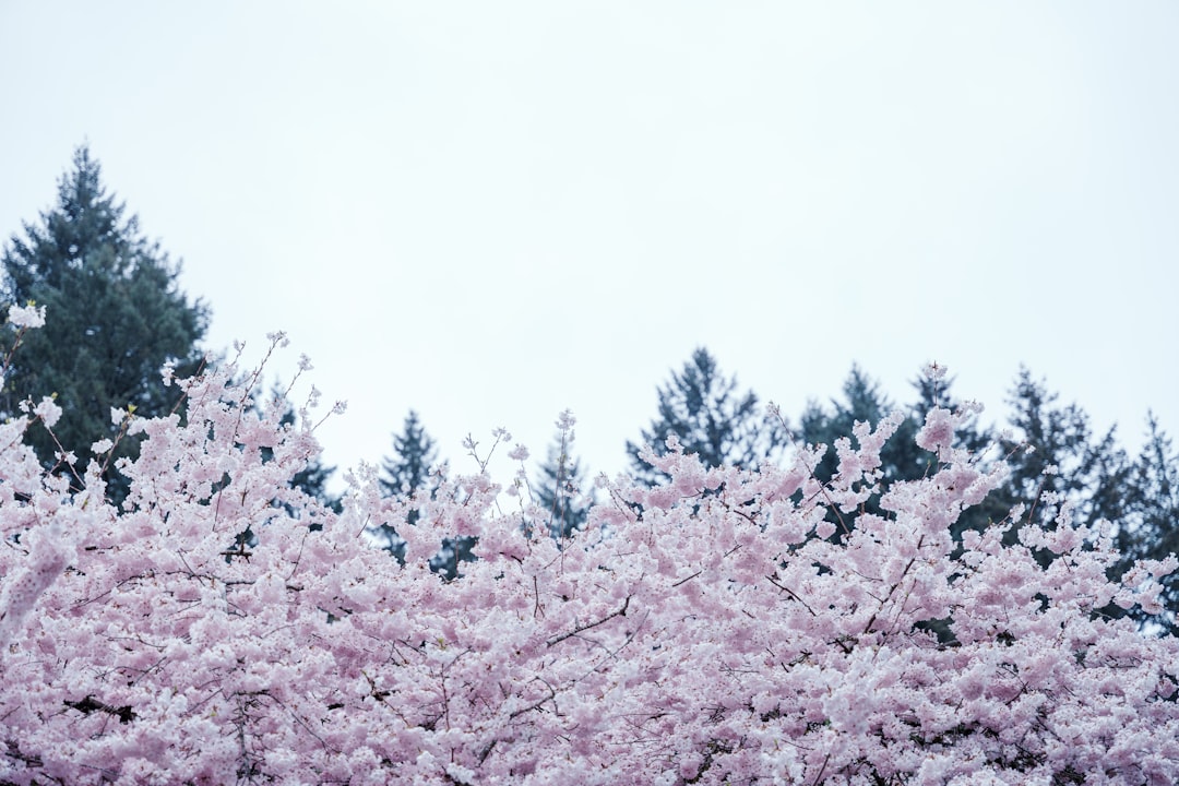 Cherry blossoms.
