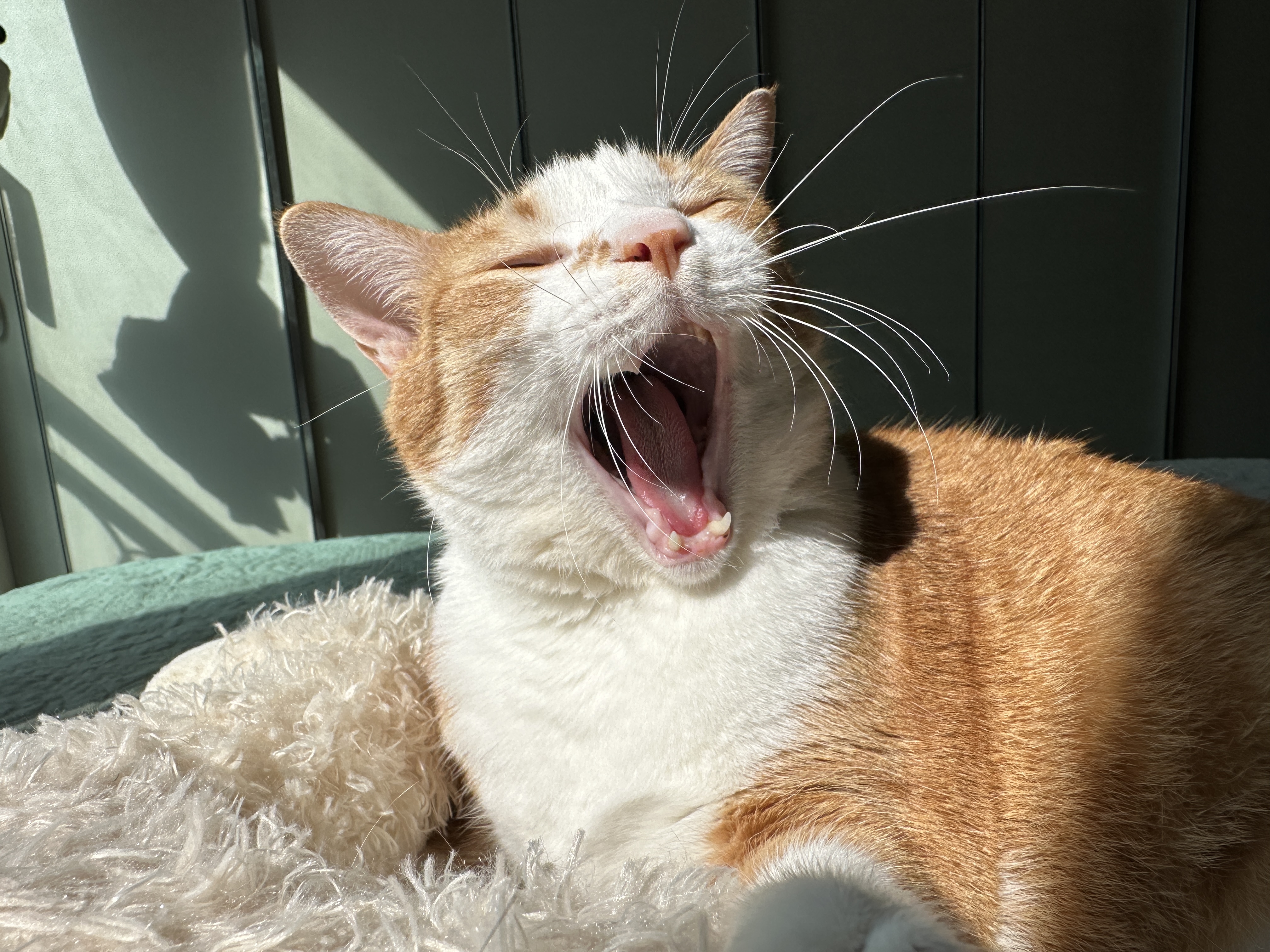 햇살_아래_하품하는_호야