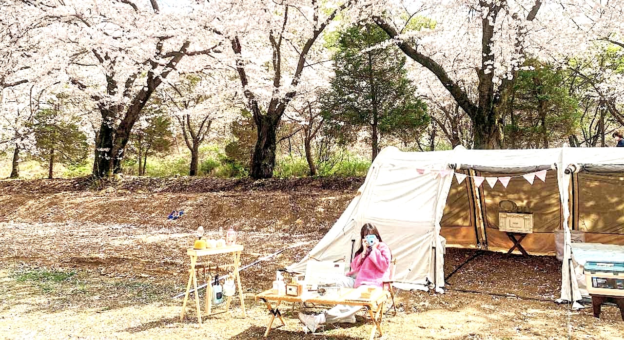 벚꽃이 만개한 청려수련원의 캠핑 존. [ⓒ네이버플레이스 새싹동산 청려수련원]