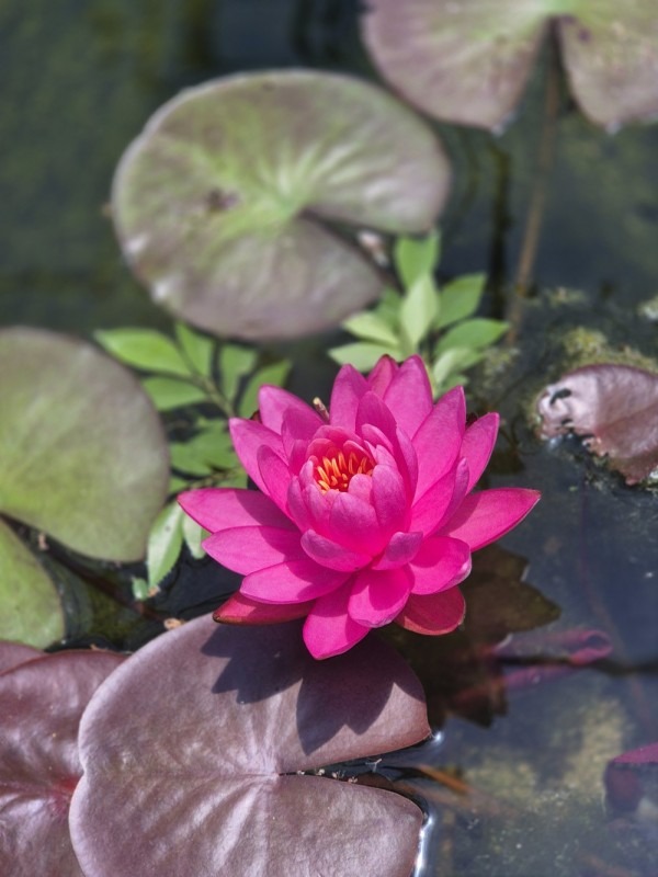양평 두물머리 세미원 연꽃축제 연꽃문화제