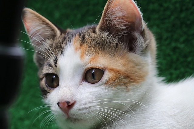 반려동물-장례지도사-자격증취득 방법-연봉-취업전망