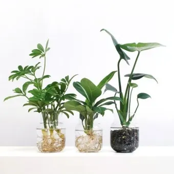 수경재배 준비 병선택 뿌리관리 액비투여 물갈이주기 가이드_6