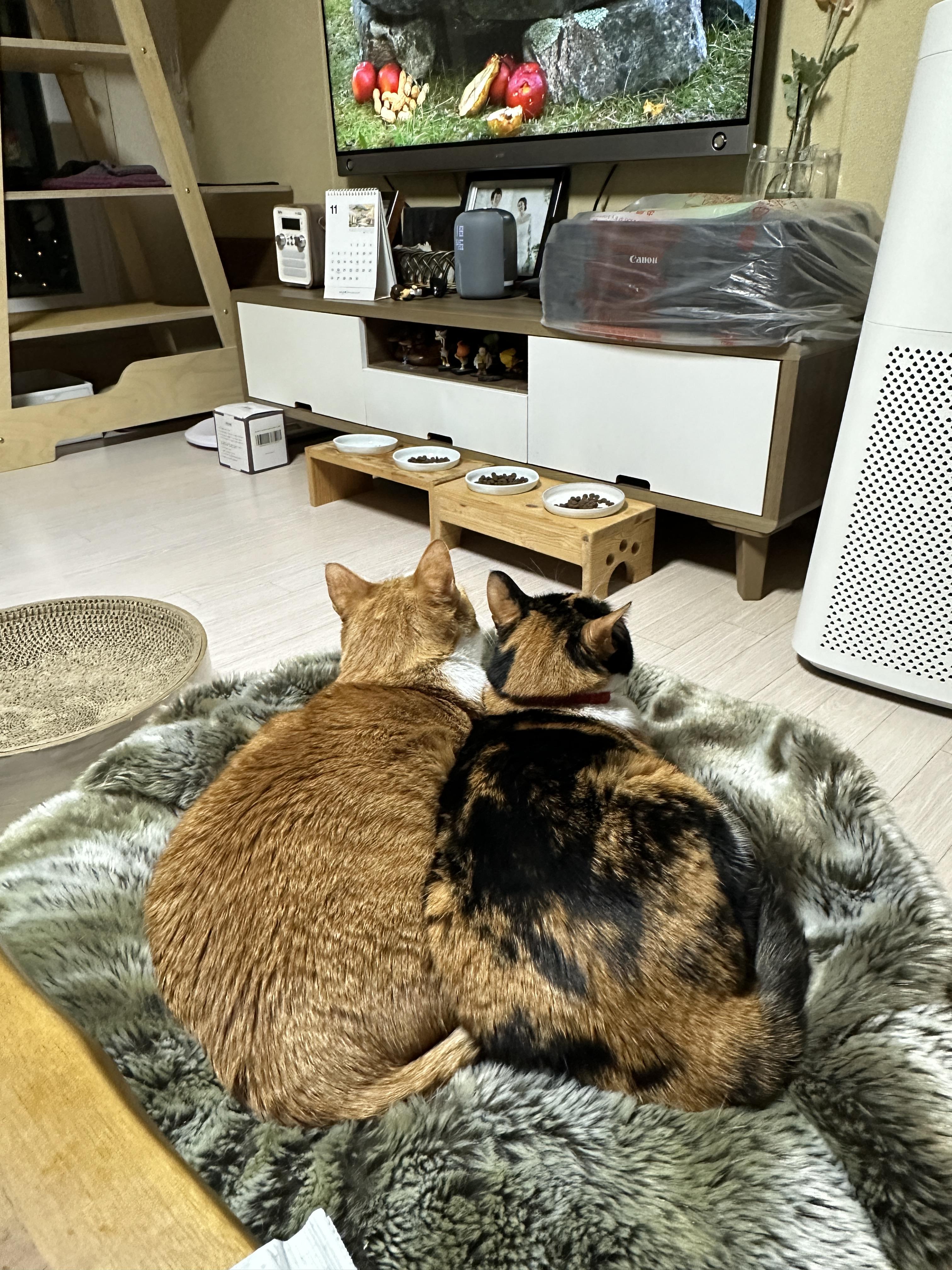 하나의_방석에_꼭_붙어_있는_고양이_커플