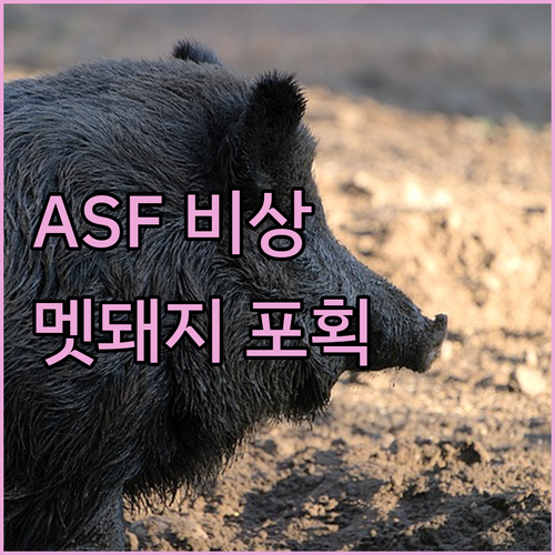 파주 ASF 확산 막아야 쓴다! 멧돼..