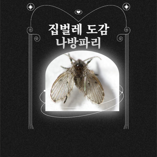 나방파리 없애는법