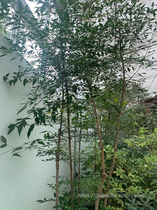 남천