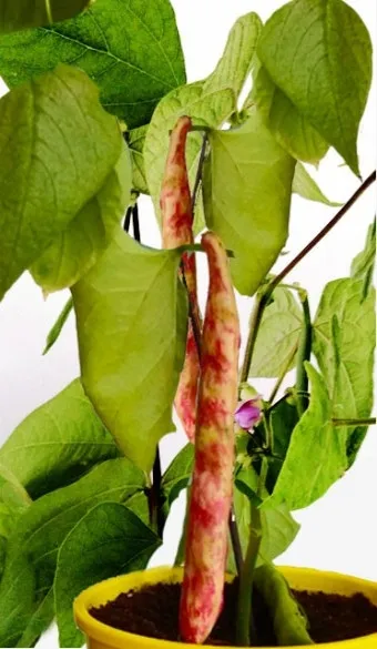 강낭콩 재배 파종 간격 잡초 억제 멀칭 요령_9