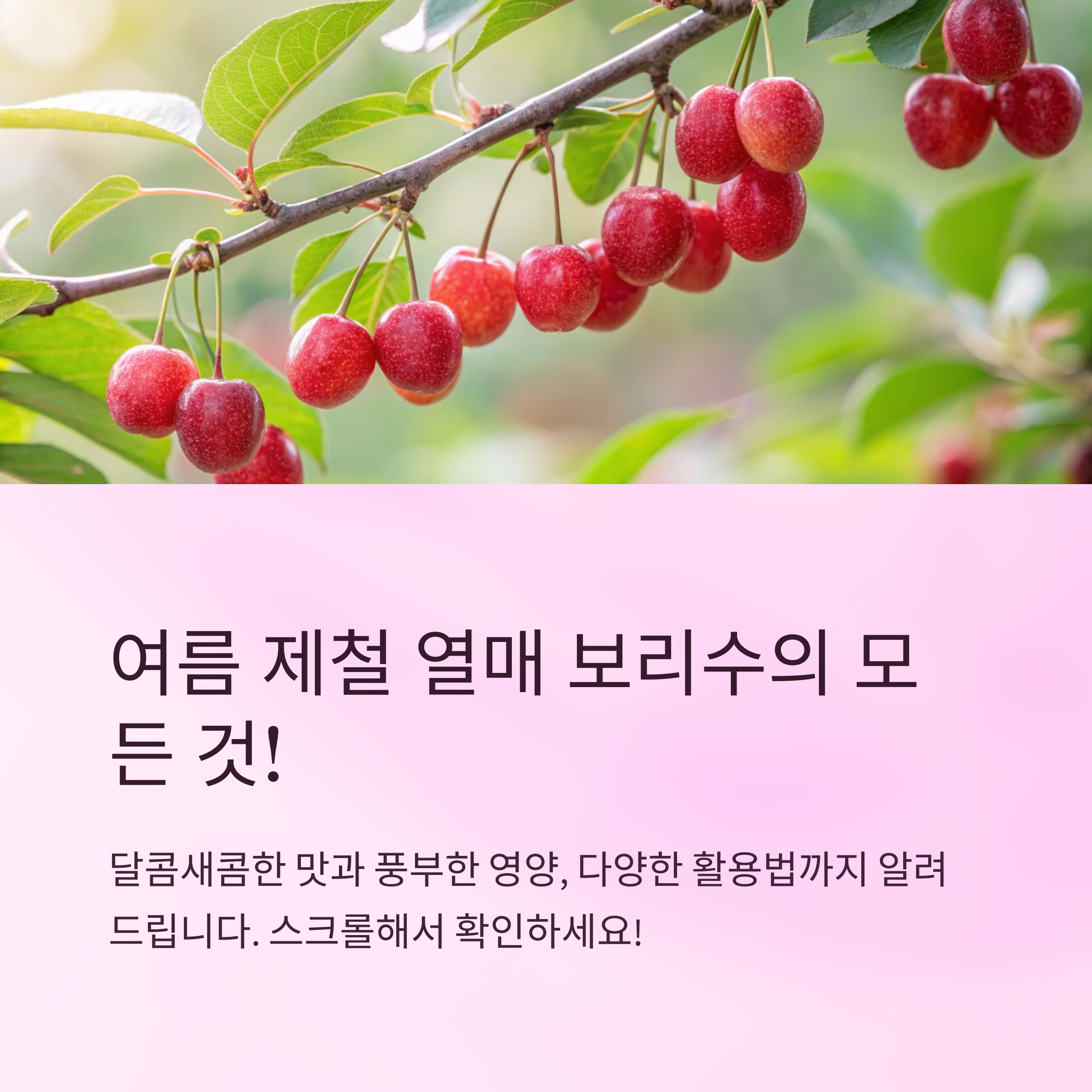 보리수 먹는법과 간편한 활용 꿀팁