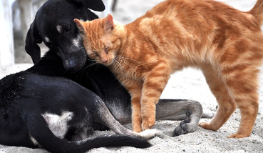 24시-동물병원-찾기