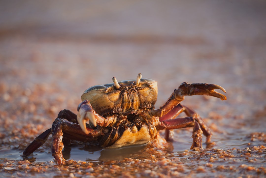 Crab.