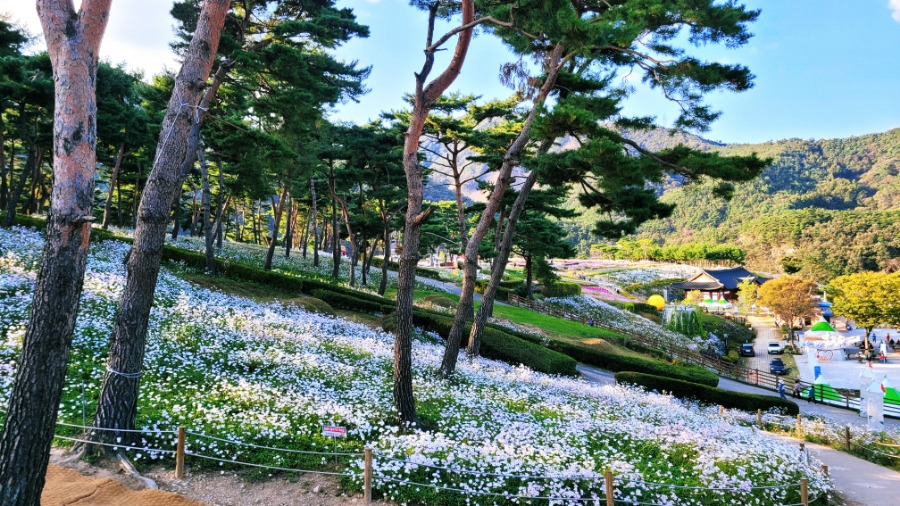 정읍 구절초 꽃축제3