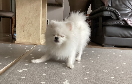 귤_먹는_강아지