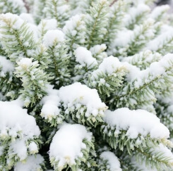 정원수에 눈이 쌓인 모습