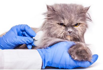 진찰을 받는 고양이.