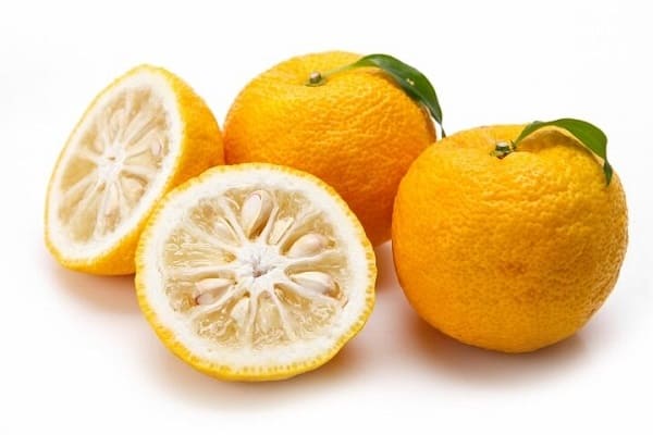 유자 단면과 유자 이미지