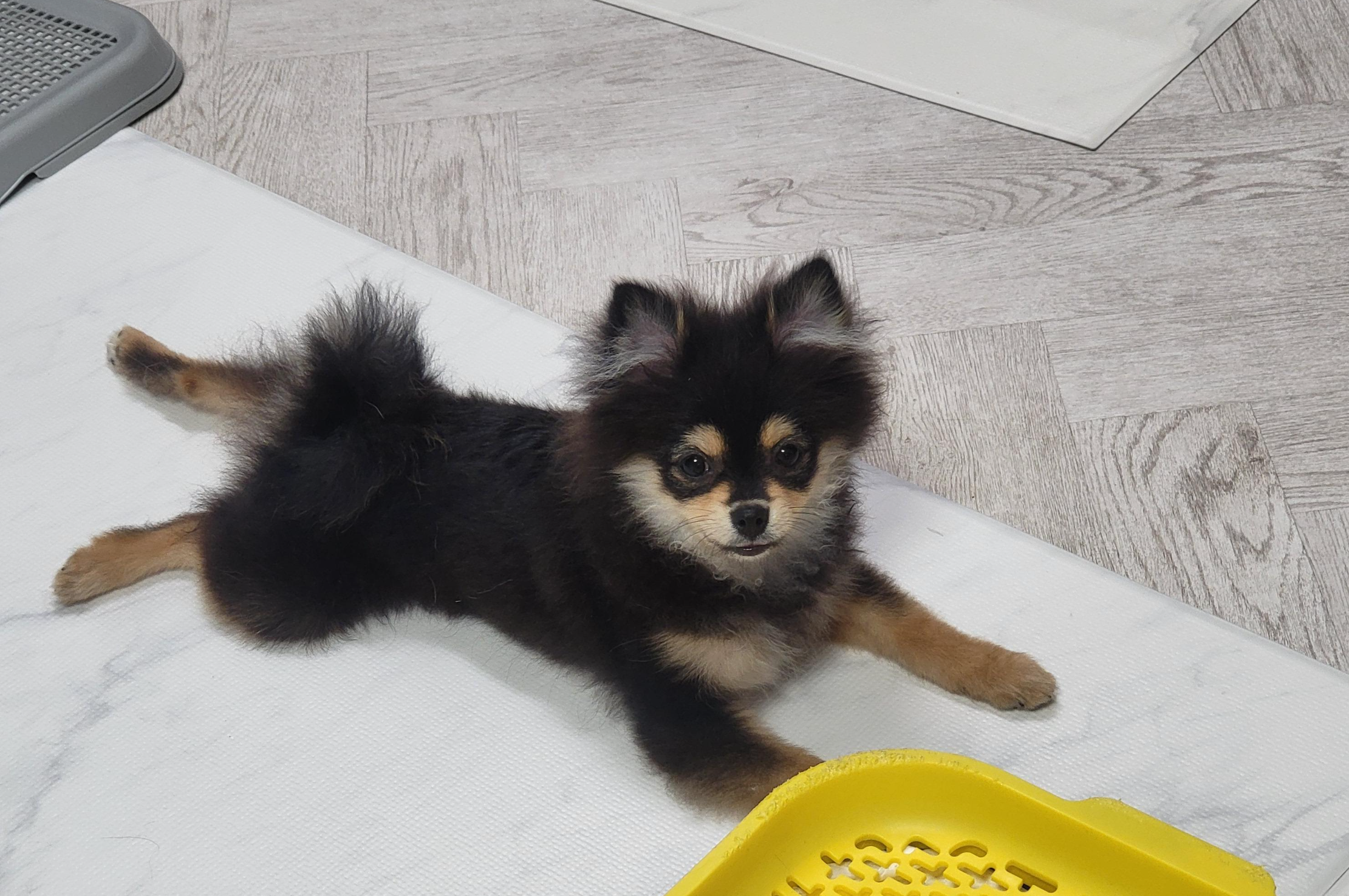 털갈이 준비 중인 달콩