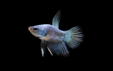 물고기 꿈 해몽