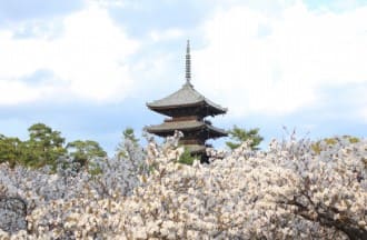 흰색의 벚꽃이 피어있다.