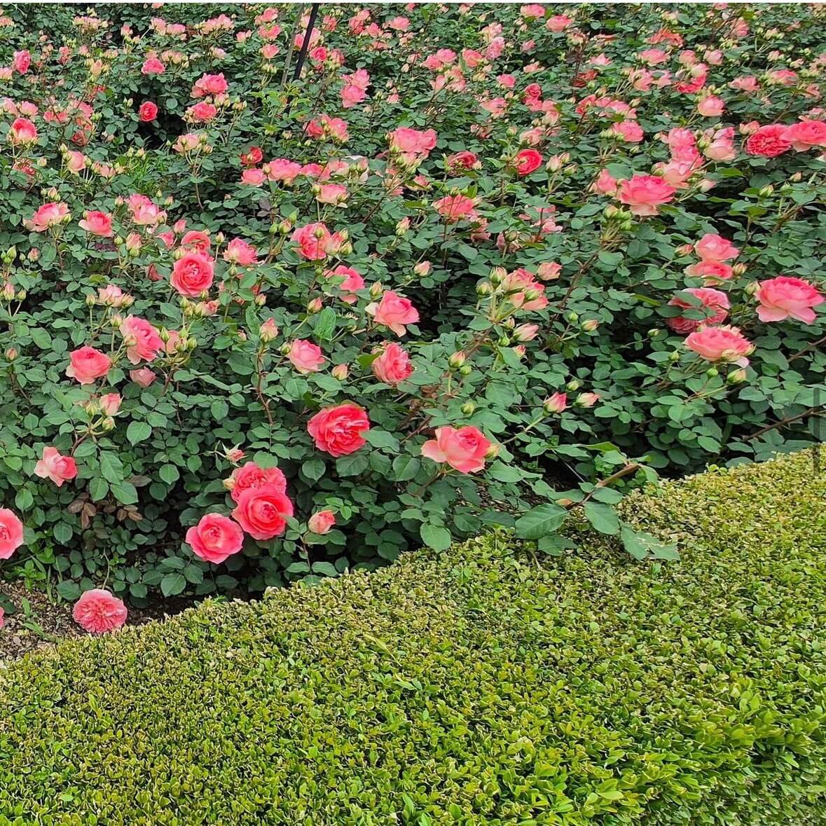 부천 백만송이장미공원 장미축제