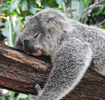멜라토닌 효능 복용법