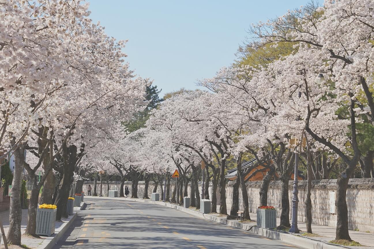 2024 벚꽃 개화시기