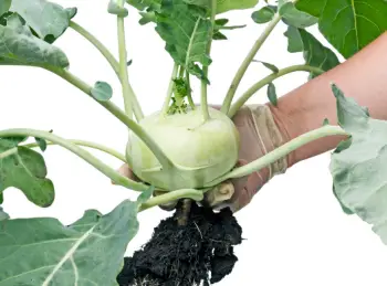 콜라비 효능과 영양성분, 주의점