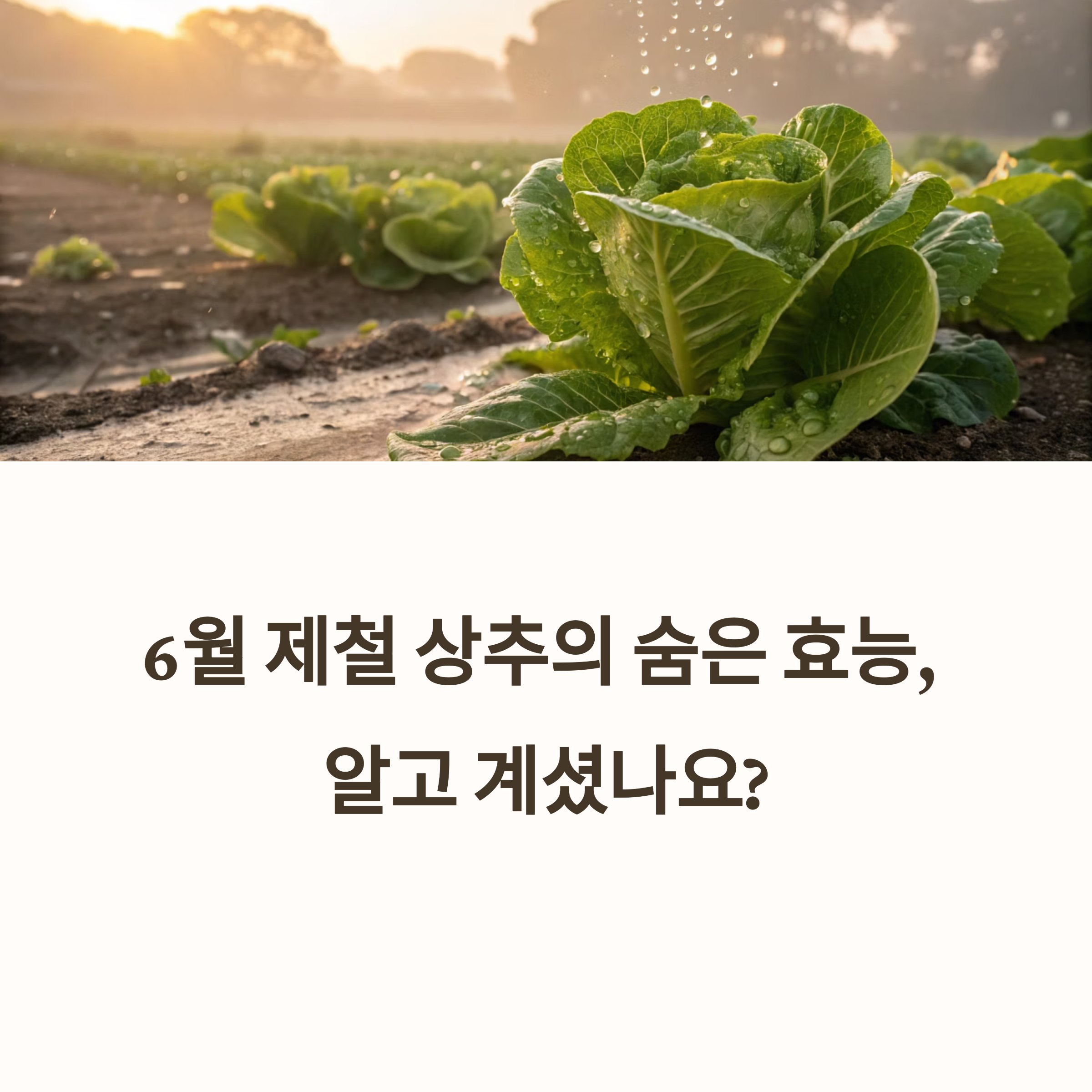 6월에 꼭 챙겨야 할 제철 식재료, 상추의 숨은 효능과 활용법