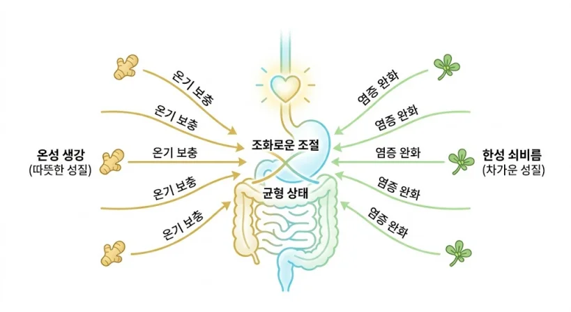온성 생강과 한성 쇠비름이 인체 내에서 조화롭게 조절되어 균형을 이루는 원리 도식화