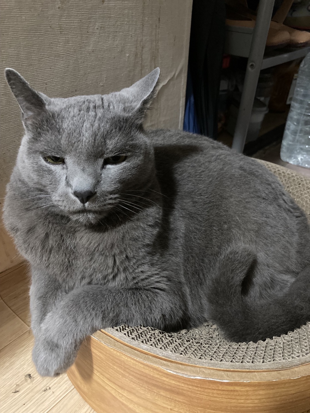 새벽에 화장실 가는 때 집사를 바라보는 후추