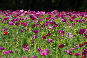 하동 북천 꽃양귀비 축제