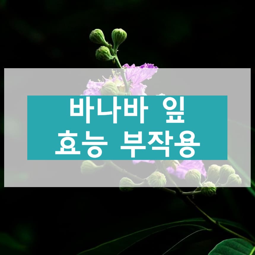 바나바 잎 효능 부작용