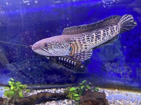 가물치(Channa argus)