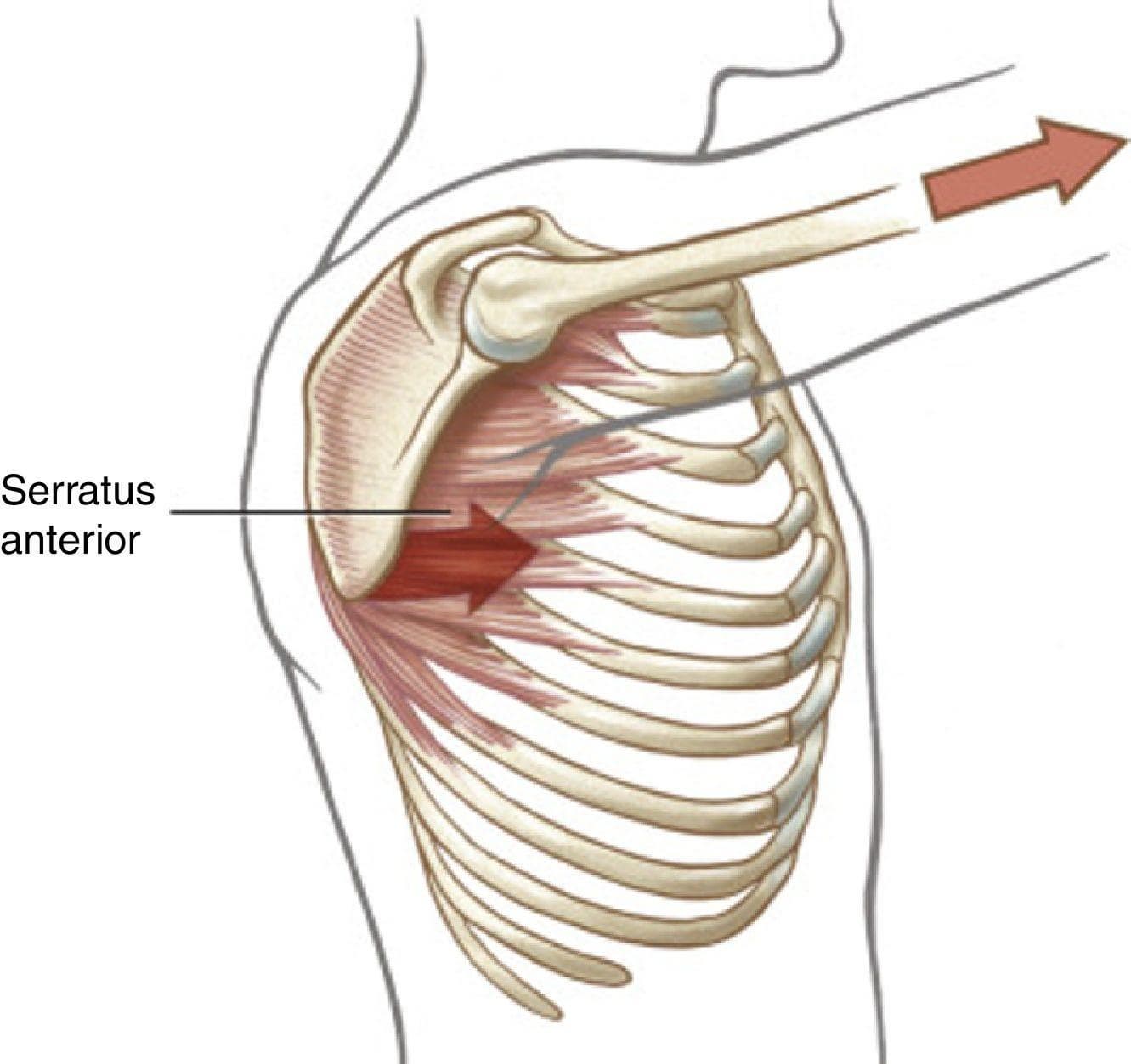 전거근(serratus anterior)의 쓰임