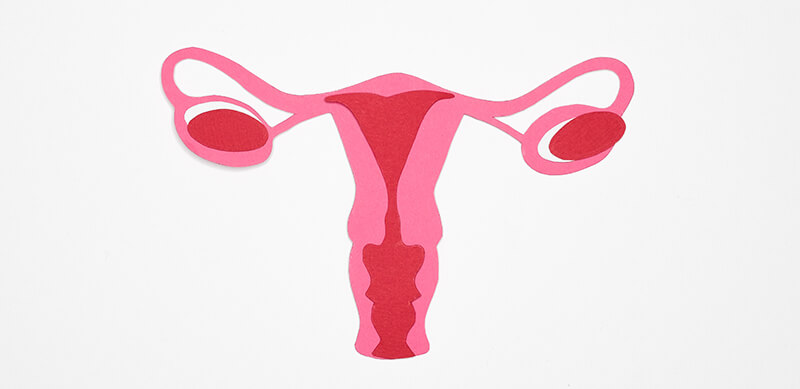 여성생식기 그림