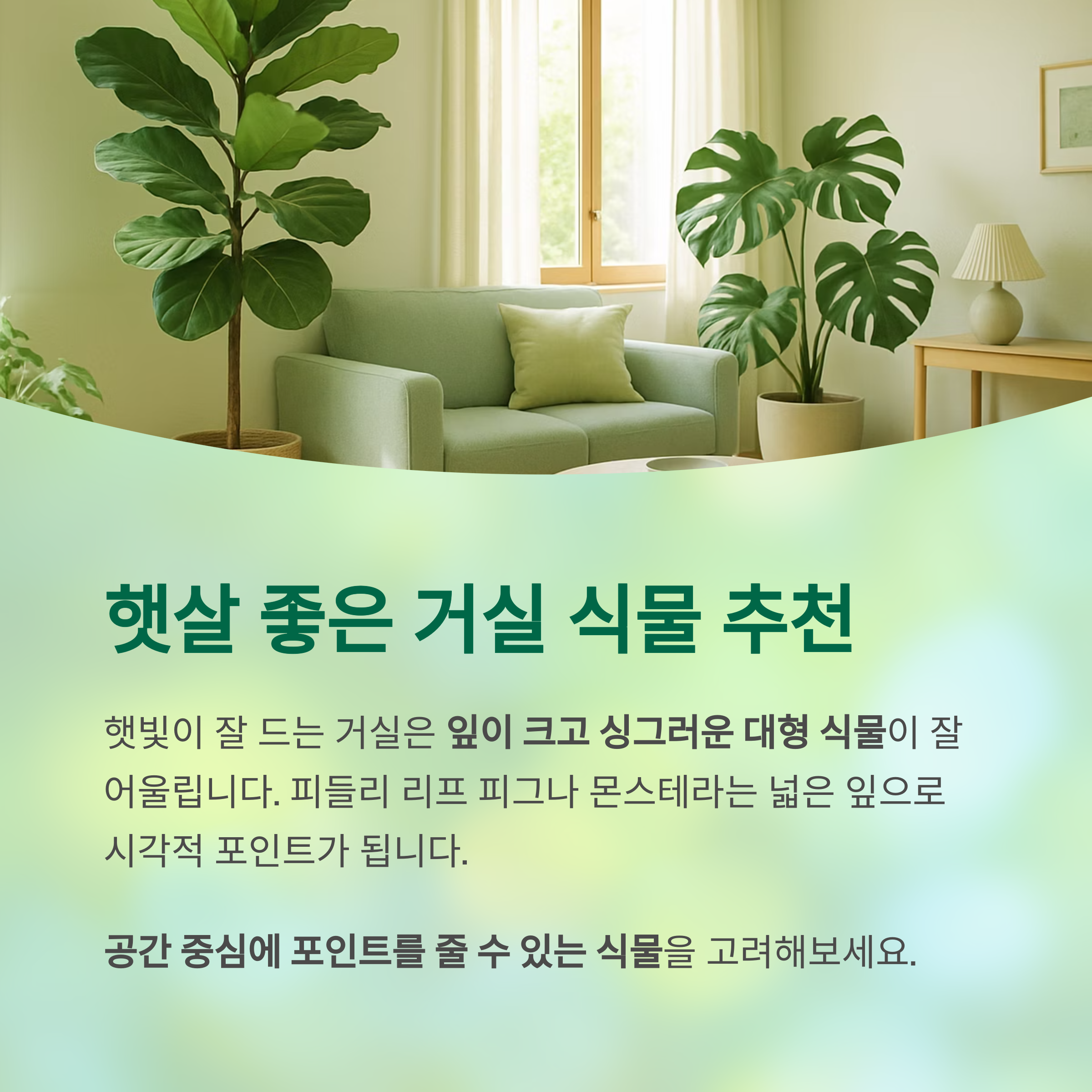 햇살 좋은 거실 식물 추천