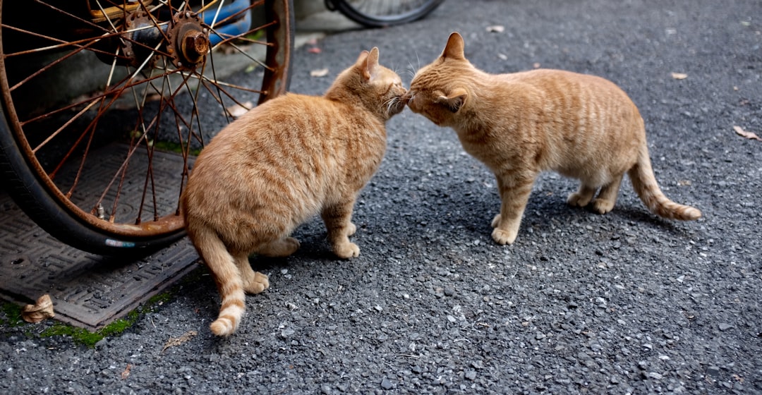 First Kiss