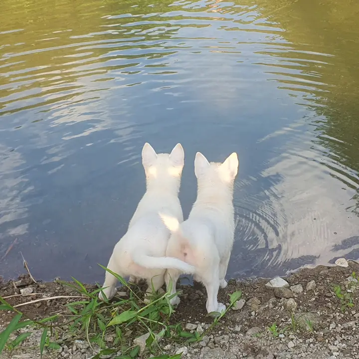 연못가에서-물을-처다보는-아기진돗개-두마리의-뒷모습