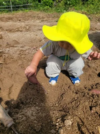 고구마캐는시기 딱 3가지 신호만 보세요 보관법까지 총정리로_14
